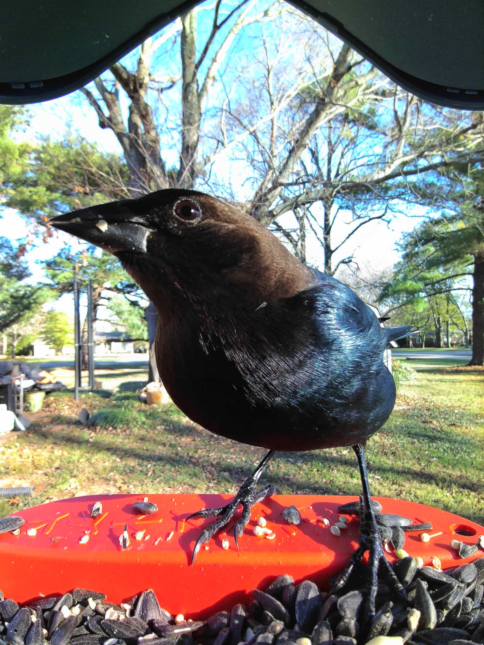 Birds in Nicholasville, Kentucky - Birdbuddy WIKI